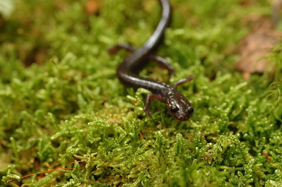 Salamander at Canaan Valley National Wildlife Refuge