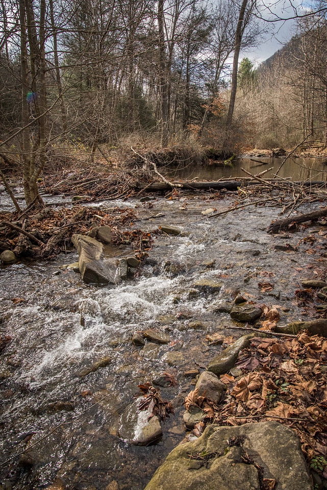 Beaver built dam