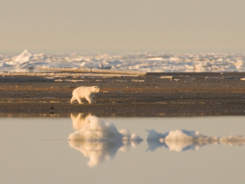 Polar bear walking along the shore