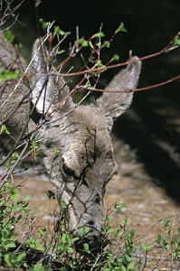 White-tailed Deer-1 photo