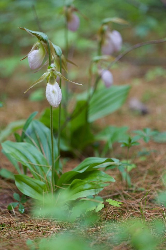 Pink Lady's Slipper at Nulhegan Basin Division