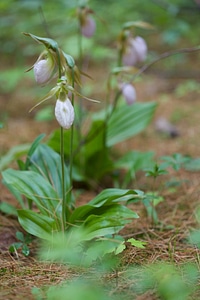 Pink Lady's Slipper at Nulhegan Basin Division