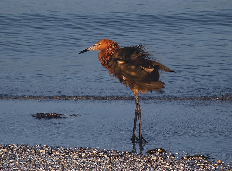 Reddish Egret standing by waters edge