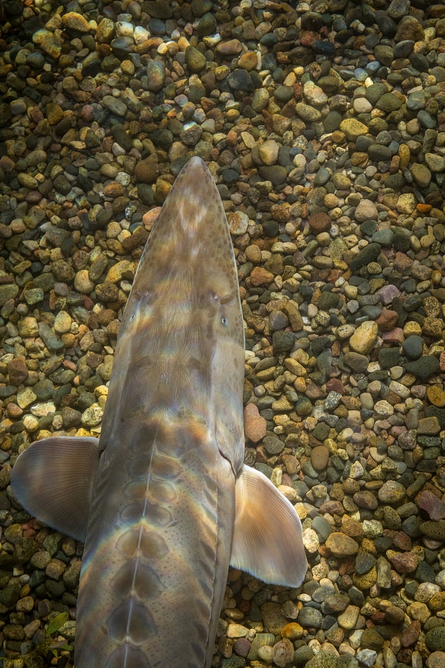 Pallid Sturgeon-1