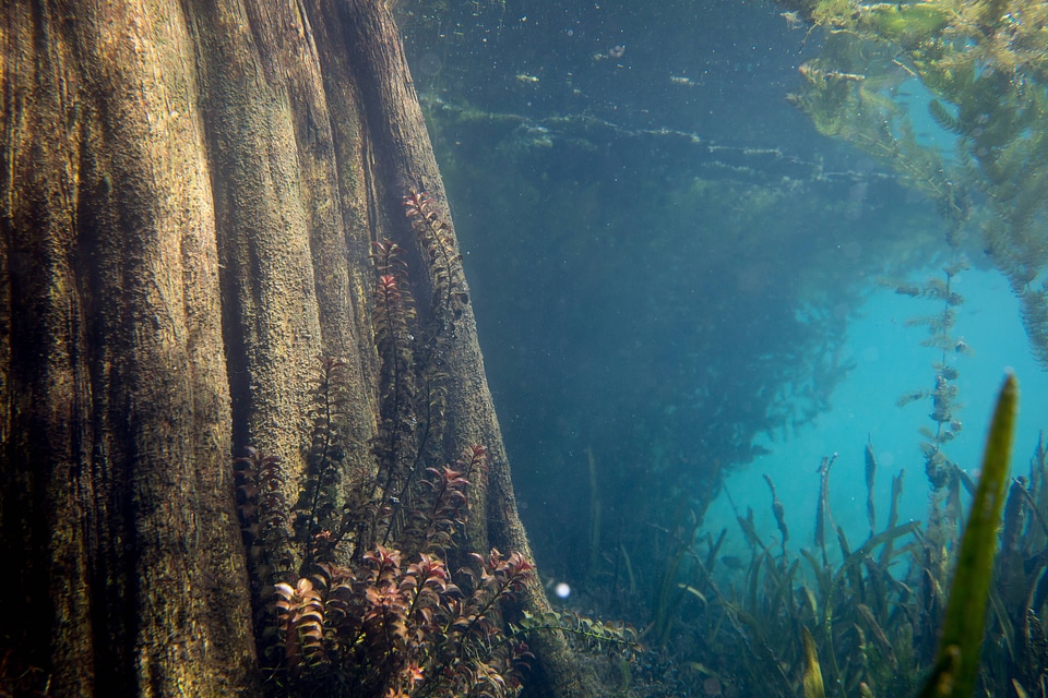 Bald cypress roots in Florida pond