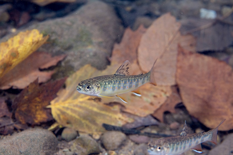 Young brook trout  with fall leaves in water-1