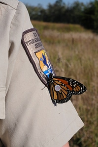 Monarch butterfly on uniform patch