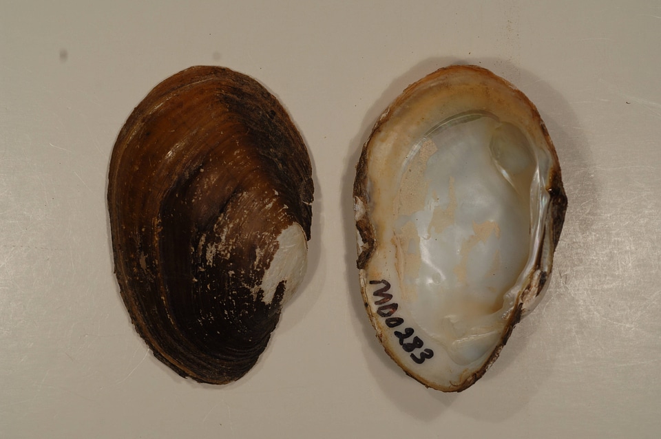 Lampsilis sp.-1