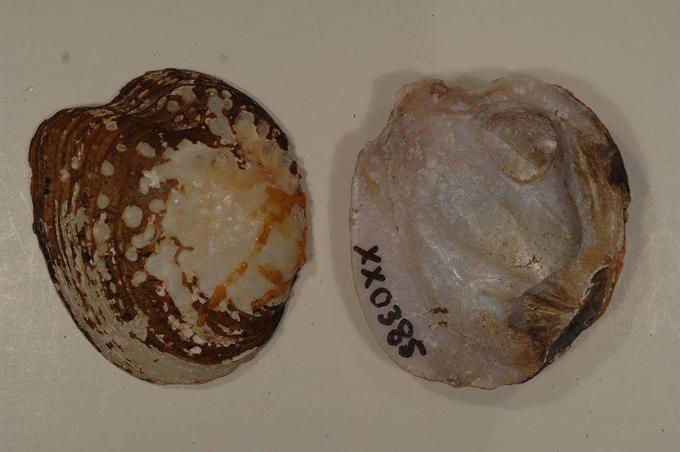 Theliderma intermedia