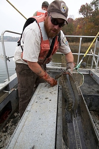 Electrofishing for Northern Snakehead