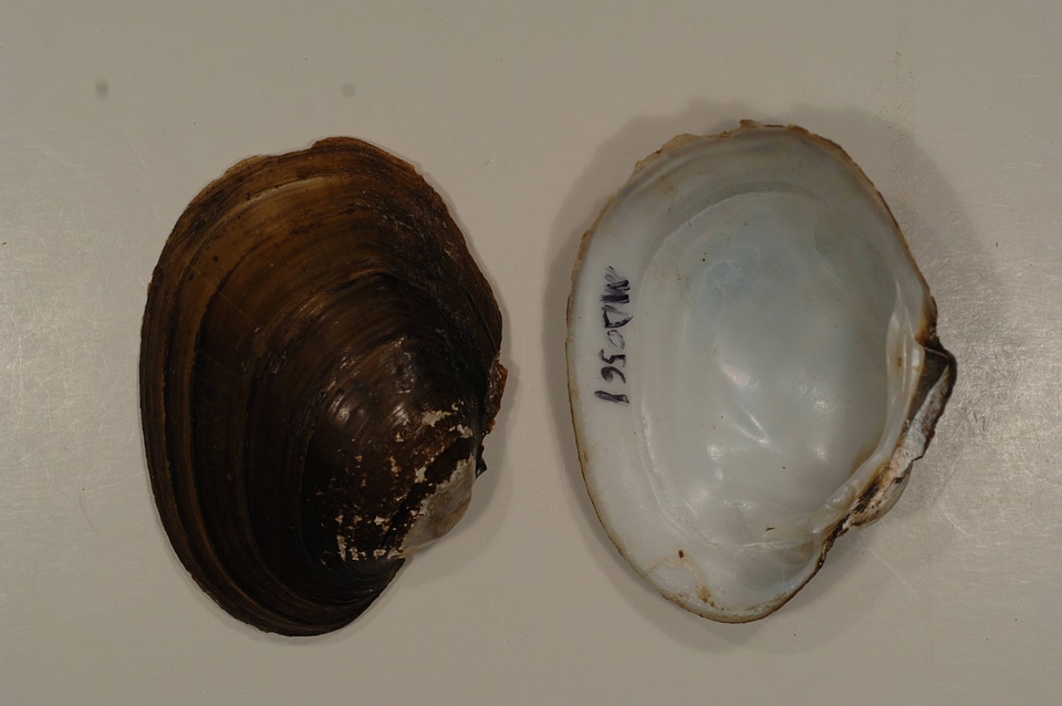 Lampsilis cariosa