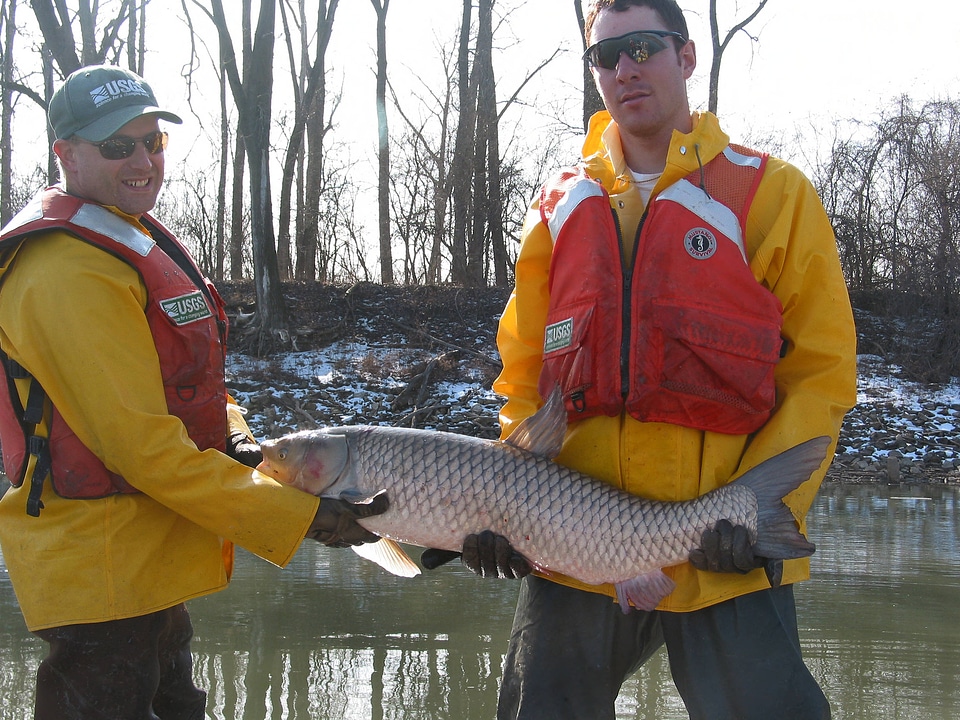 Grass carp