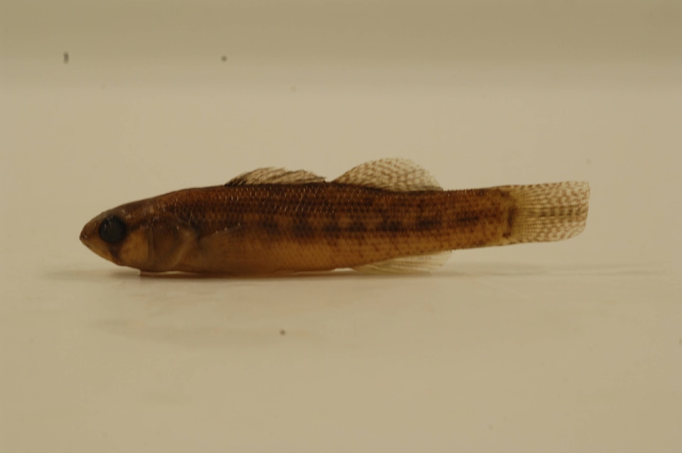 Etheostoma parvipinne
