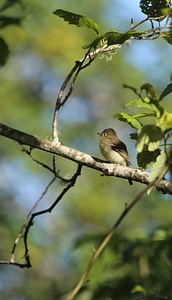 Pacific-slope Flycatcher