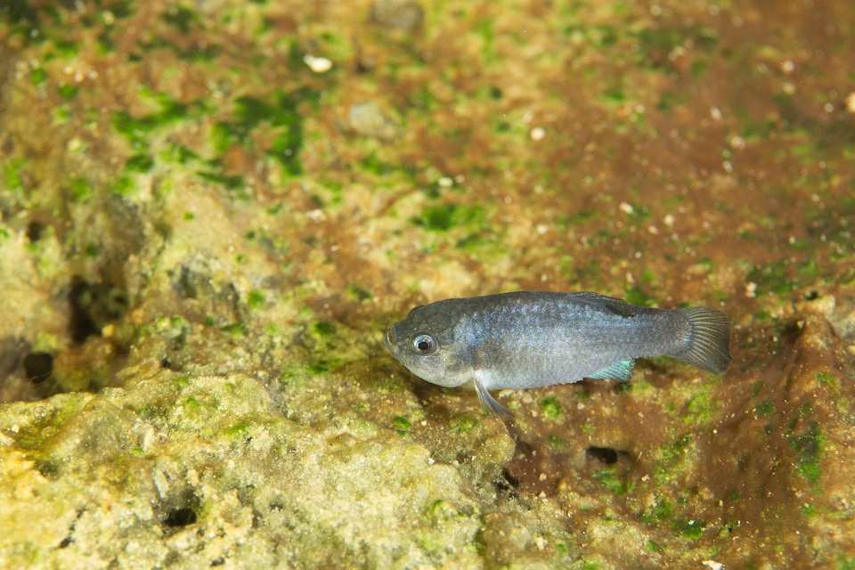 Captive Devils Hole pupfish-2