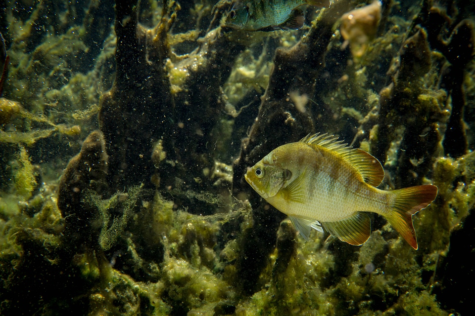 Brightly lit Florida bluegill