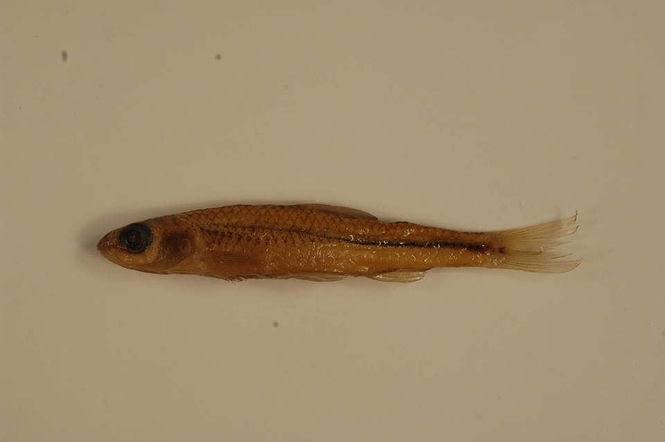 Notropis stramineus