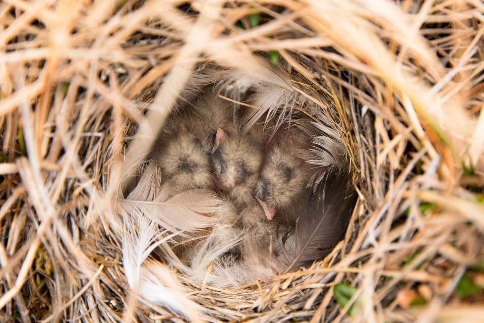 Lapland longspur nest
