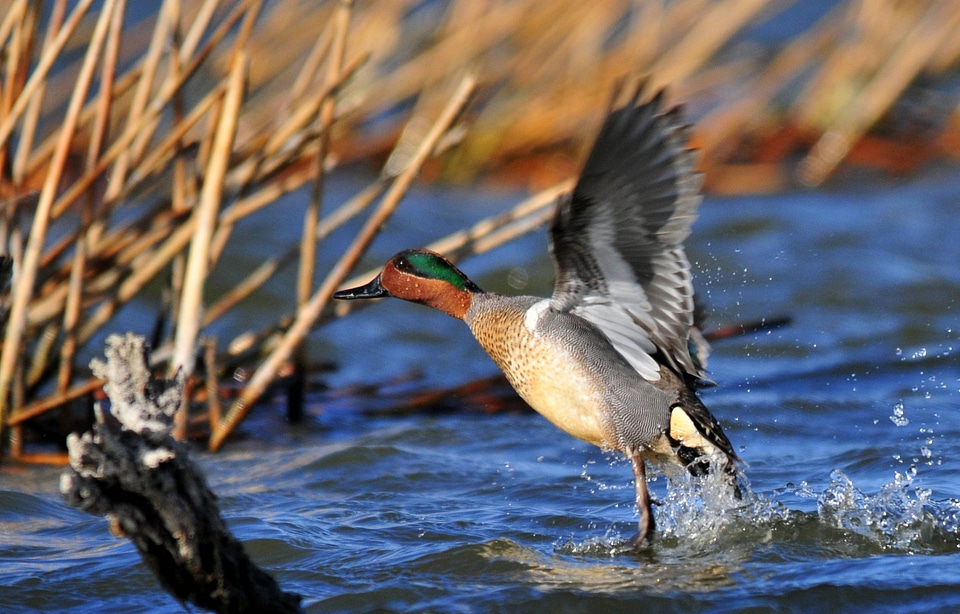 Green-Winged Teal on Seedskadee National Wildlife Refuge-3