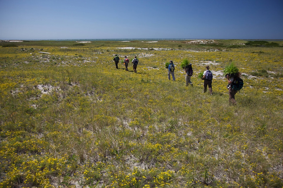 Hiking to the shore at Monomoy NWR