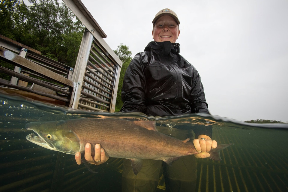 Biologist releases salmon-1