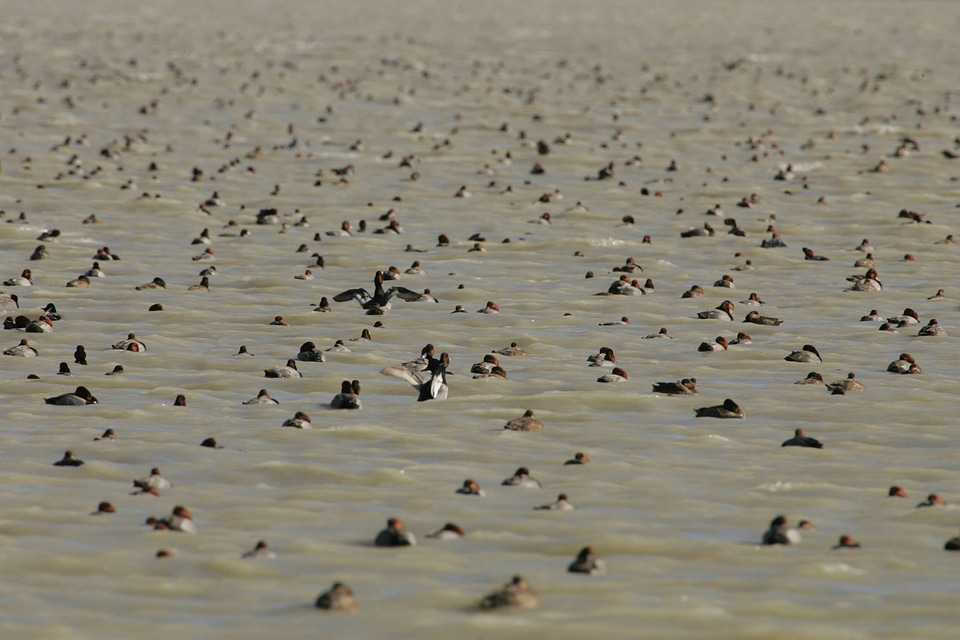 Flock of waterfowl on the water