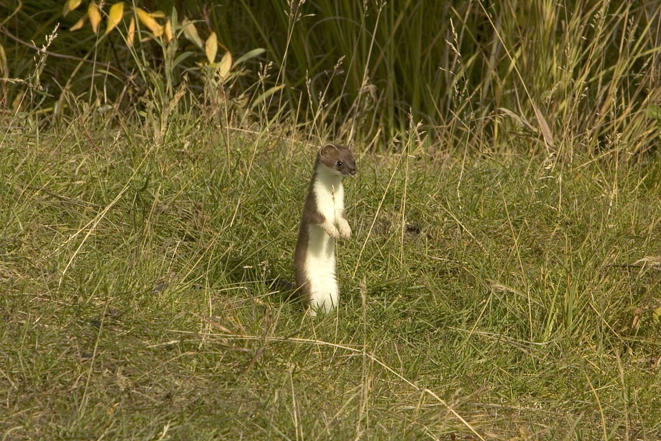 Weasel, Short-tailed