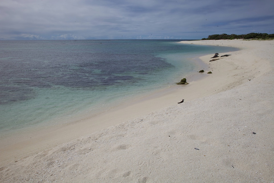 Monk Seal on Laysan Beach
