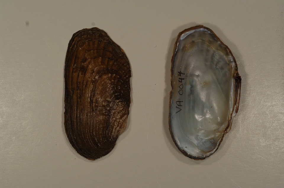 Lasmigona costata-1