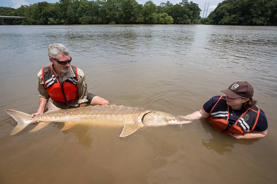 Biologists show length of Gulf sturgeon in river