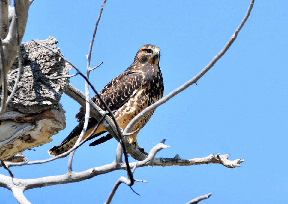 Swainson's Hawk at Seedskadee National Wildlife Refuge