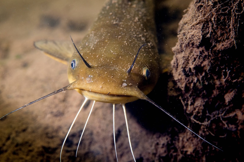 Yellow bullhead catfish-2