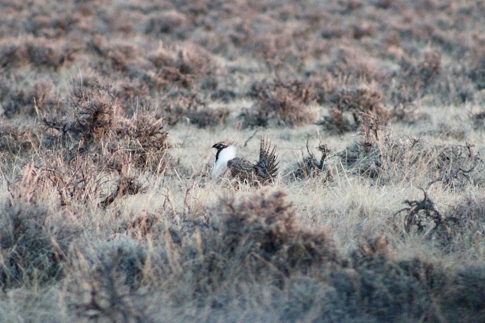 Greater sage-grouse in sagebrush
