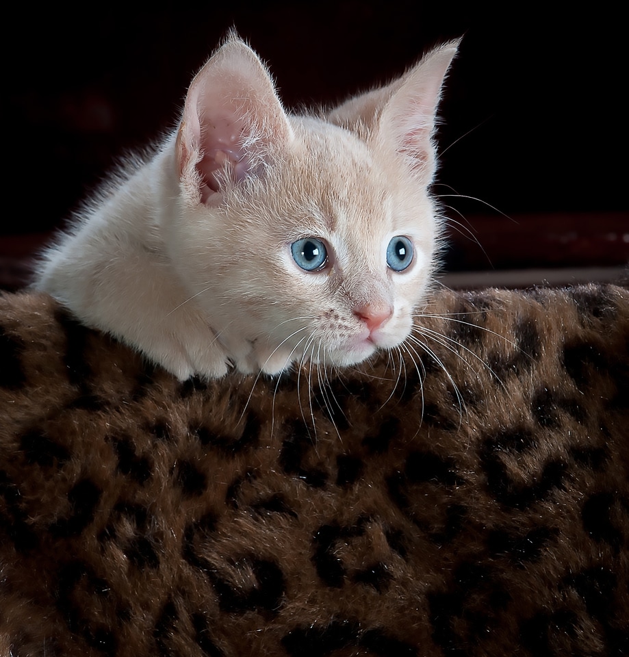 Pet animal cute