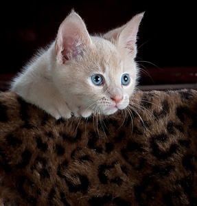 Pet animal cute