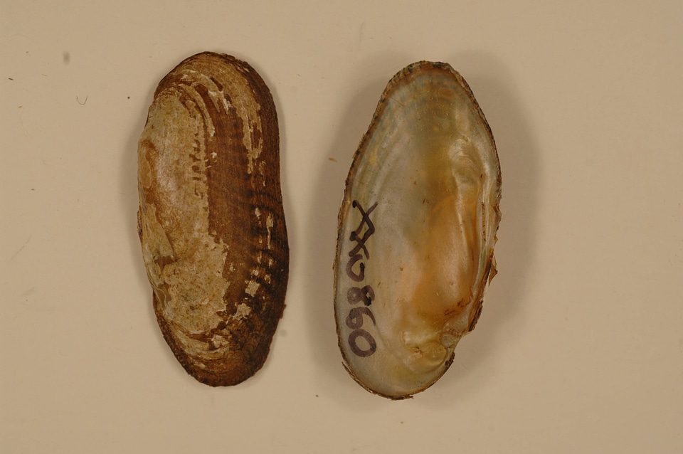 Medionidus conradicus-1