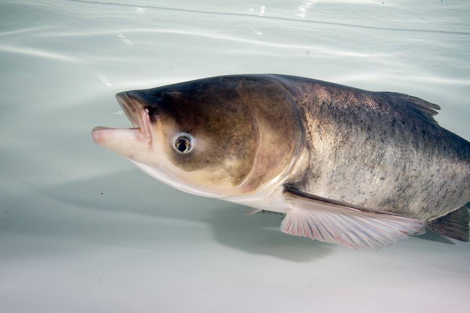 Bighead Carp Adult
