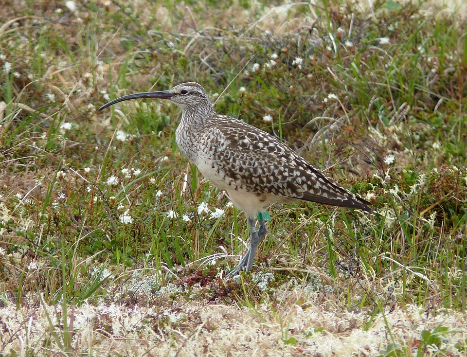 Bristle-thighed Curlew