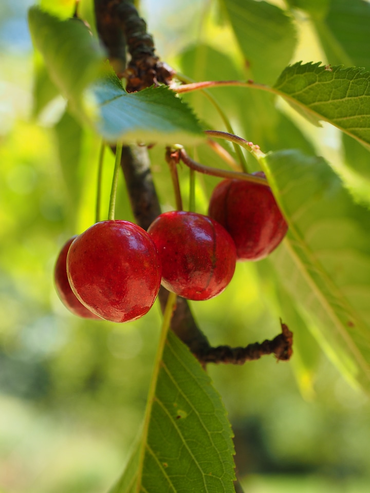 Red ripe sweet cherry