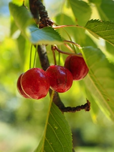 Red ripe sweet cherry photo
