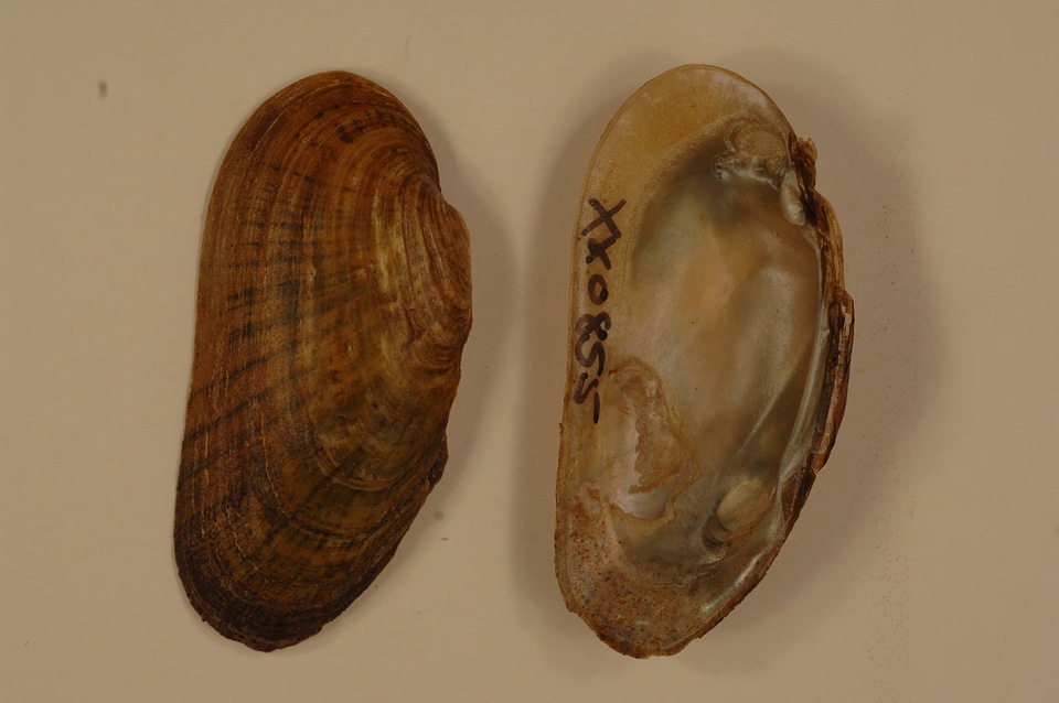 Medionidus conradicus-1
