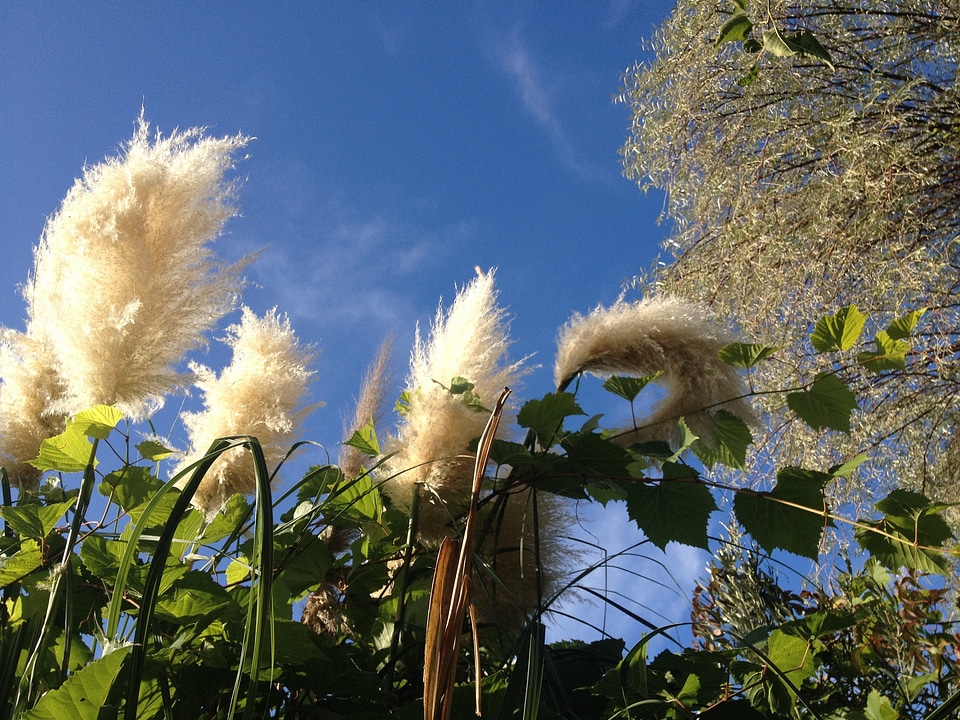 Natural botanical organic