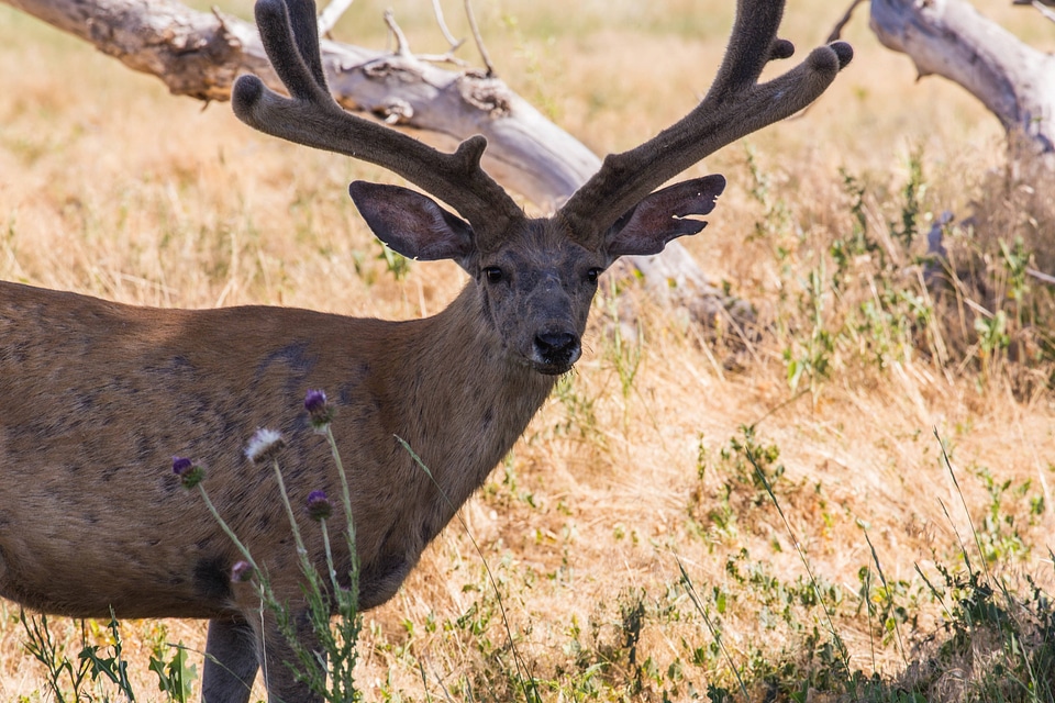 Mule deer in velvet
