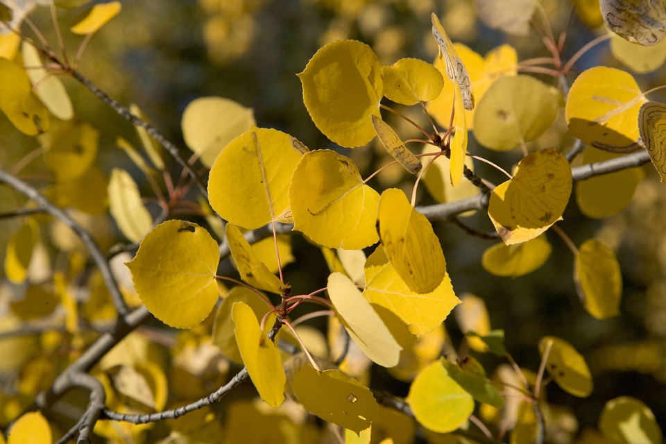 Aspens at Yukon Flats National Wildlife Refuge
