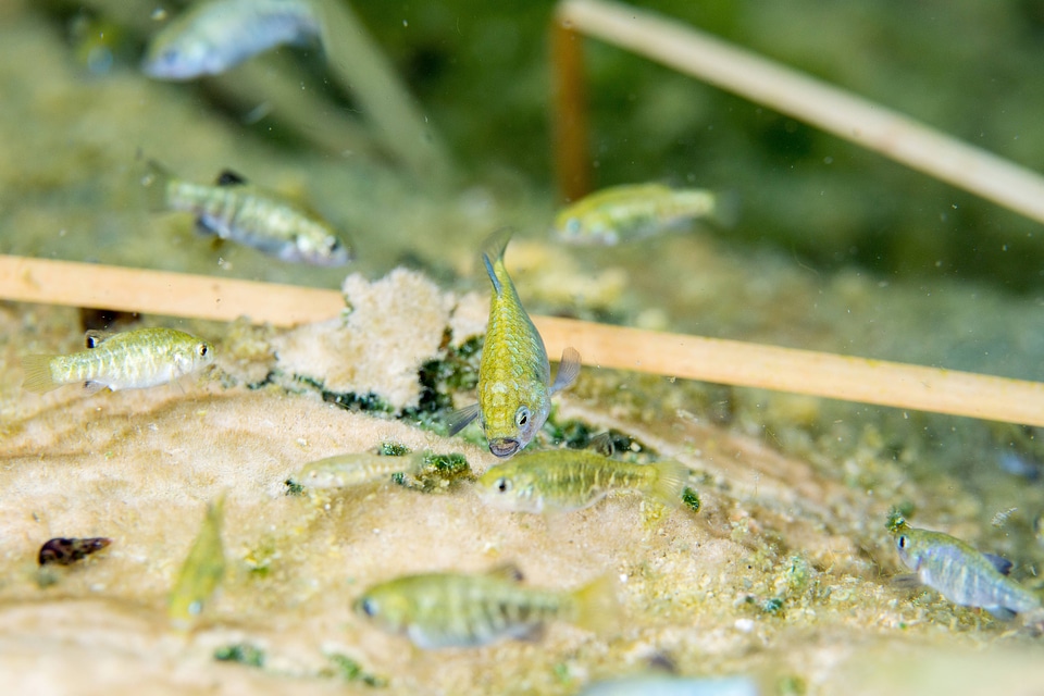 Ash Meadows Amargosa pupfish-1