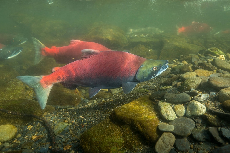  Sockeye Salmon-1