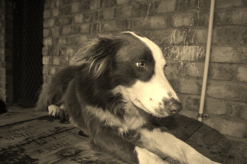 Canine puppy doggy