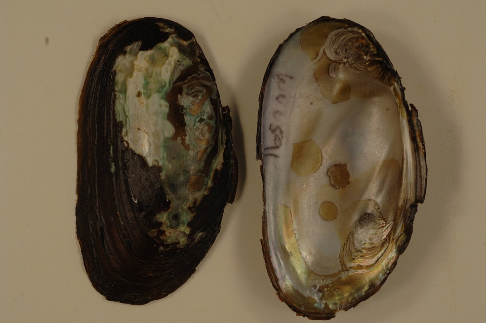 Elliptio complanata-1