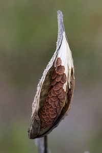 Milkweed pod that has opened and exposed the seeds