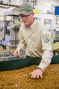 Fish Nutritionist dries and inspects fish food